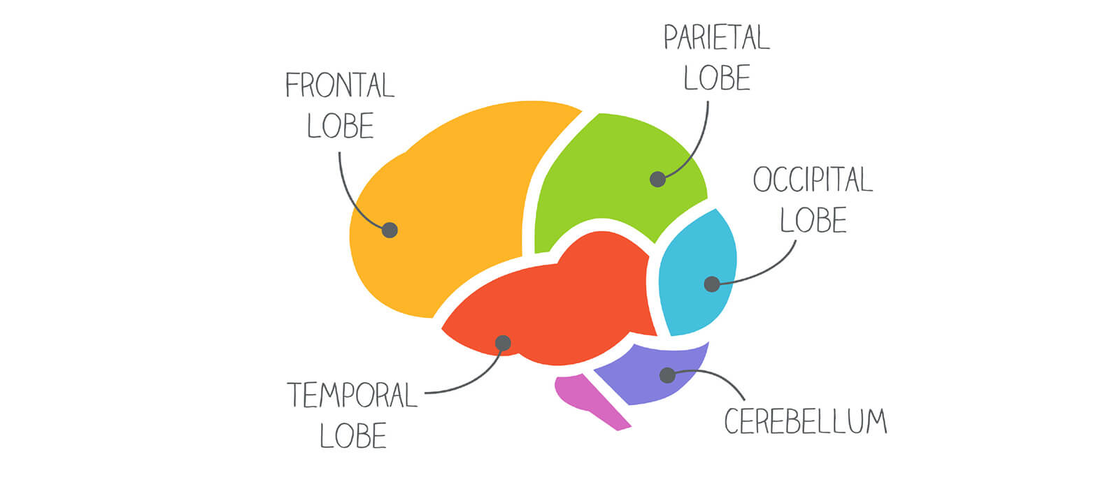 The-Magic-of-the-Human-Brain info